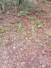 Penstemon multiflorus