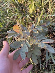 Rosa arkansana
