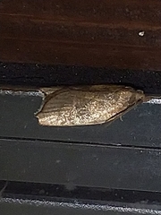 Acleris rhombana