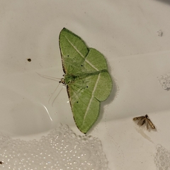 Dichorda illustraria