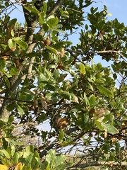 Quercus trojana