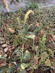 Amaranthus powellii