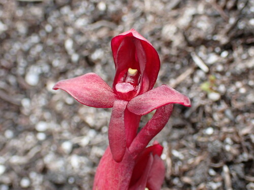 Image of Disa ophrydea by (c) Ren Hoekstra, some rights reserved (CC BY)