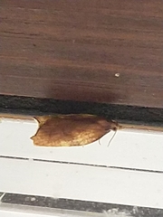 Acleris rhombana
