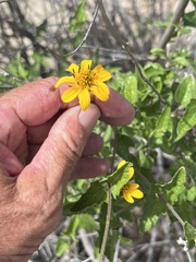 Bahiopsis triangularis