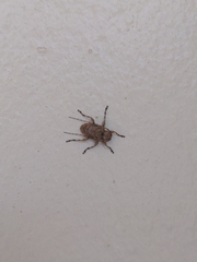 Leptostylopsis terraecolor