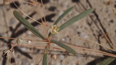 Hypertelis umbellata