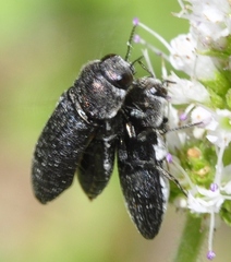Acmaeoderella flavofasciata pilivestis