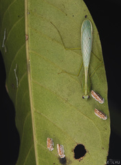 Leptomantella albella