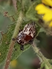 Zygogramma heterothecae