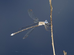 Archilestes californicus
