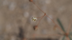 Hypertelis umbellata