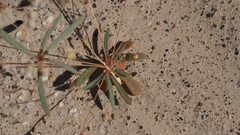 Hypertelis umbellata