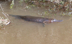 Ornithorhynchus anatinus