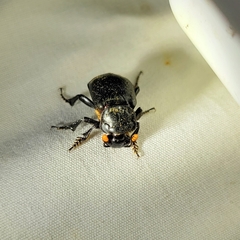 Nicrophorus nigrita