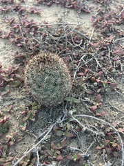 Mammillaria dioica dioica