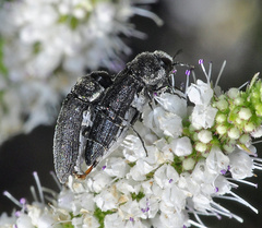 Acmaeoderella flavofasciata pilivestis