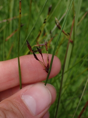 Juncus balticus