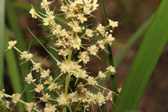 Lomandra hystrix