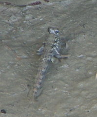 Periophthalmus argentilineatus