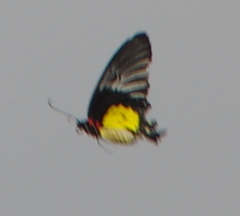 Troides rhadamantus