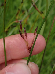 Juncus balticus