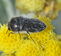 Acmaeoderella lanuginosa