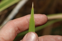 Lomandra hystrix
