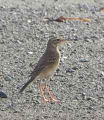 Anthus rufulus