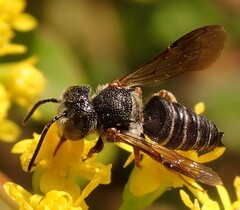 Coelioxys