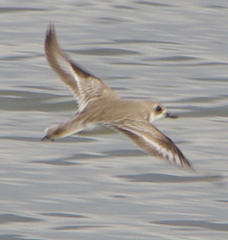 Charadrius leschenaultii