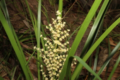 Lomandra hystrix