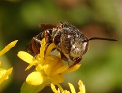 Coelioxys