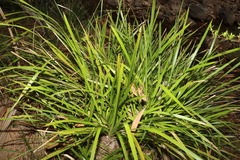 Lomandra hystrix