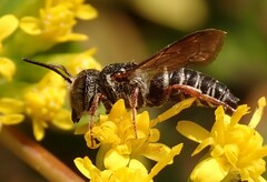 Coelioxys