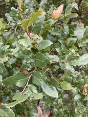 Quercus trojana