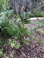 Phoenix canariensis