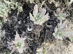 Dudleya cultrata
