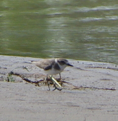 Charadrius alexandrinus