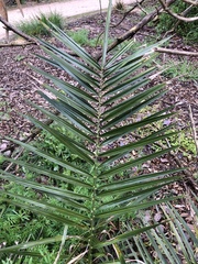 Phoenix canariensis