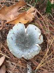 Russula virescens