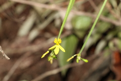 Tricoryne anceps