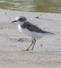 Charadrius alexandrinus