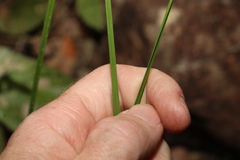 Tricoryne anceps