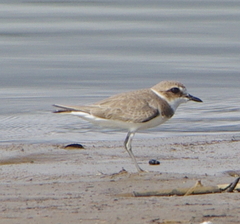 Charadrius alexandrinus