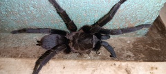 Theraphosinae