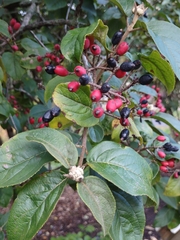Viburnum