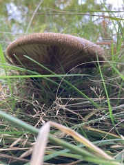 Paxillus involutus