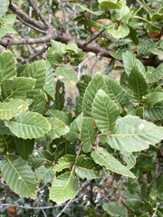 Quercus trojana