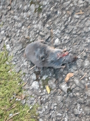 Microtus pennsylvanicus